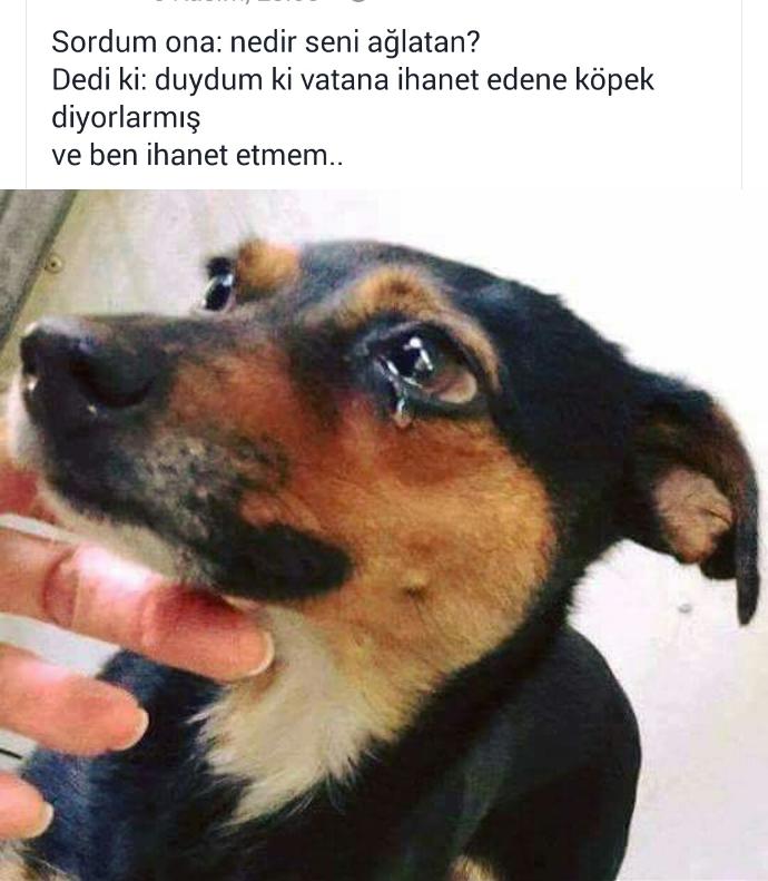 Bazıları şu köpek kadar olamıyor haksızmıyım?