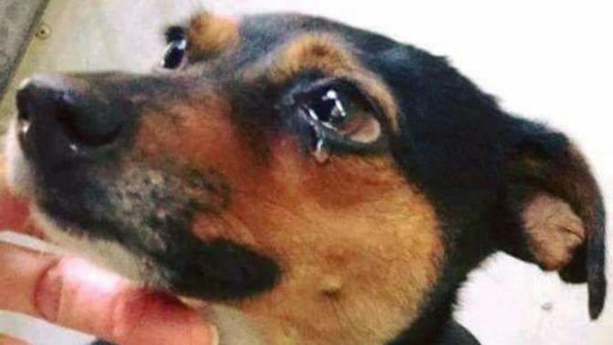 Bazıları şu köpek kadar olamıyor haksızmıyım?