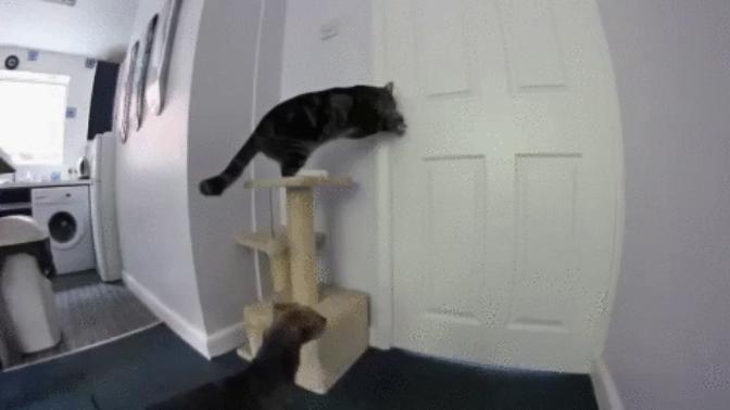 Evde gizli gizli kedi beslemeyi düşünüyorum.. Başarabilir miyim?