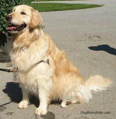 Kızlar Ve Erkekler Hangi Köpek Daha Güzel ? (Resimli) ??