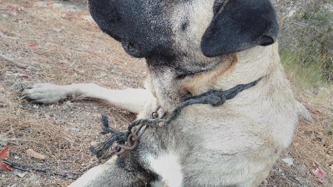Bu 6 aylık yavru köpek sürekli pipisi yaliyor neden?