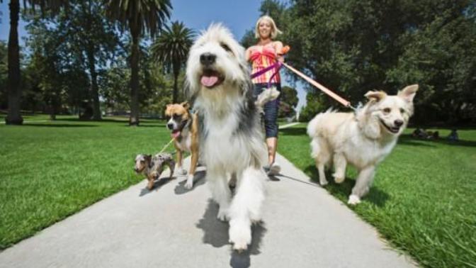 Köpek gezdiren erkekler/kızlar size çekici geliyor mu?
