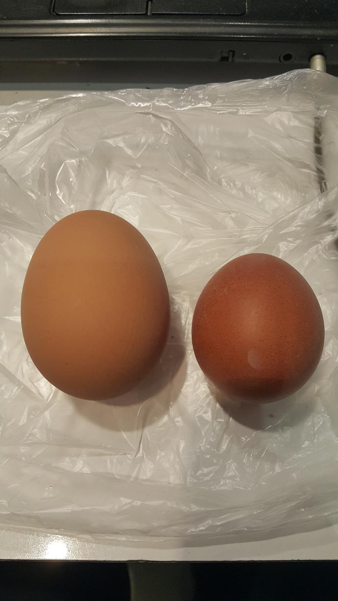 Horoz olsanız, bu yumurtaları yumurtlayan hangi tavukla evlenmek istersiniz ve neden?