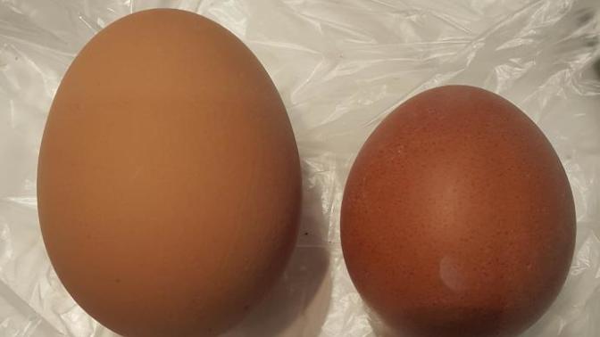 Horoz olsanız, bu yumurtaları yumurtlayan hangi tavukla evlenmek istersiniz ve neden?