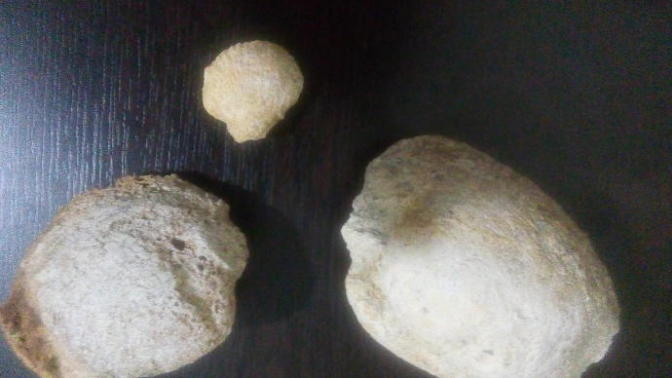 Fosil buldum Lütfen ilgilenenler cevap versin?