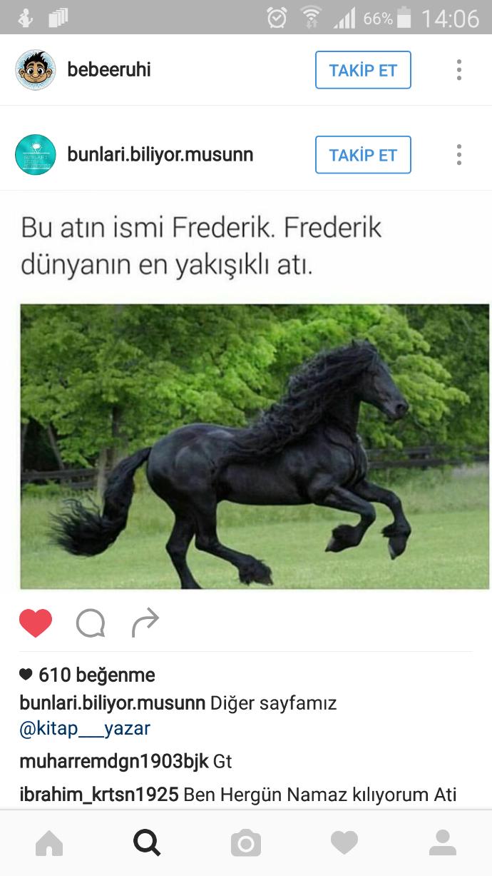Dünya'nın en yakışıklı atı mı? Yoksa size ölümüne sadık bir pitpull mu?