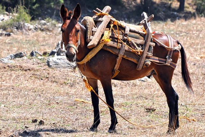 Farklı türlerin birleşmesiyle ortaya çıkan canlıları biliyor musunuz?