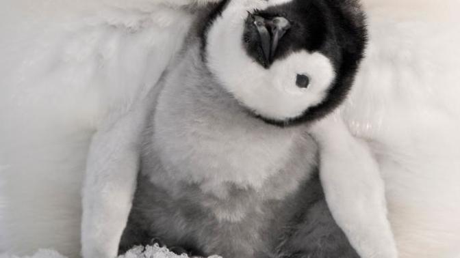 Sizcede yavru penguenler çok sevimli değil mi?
