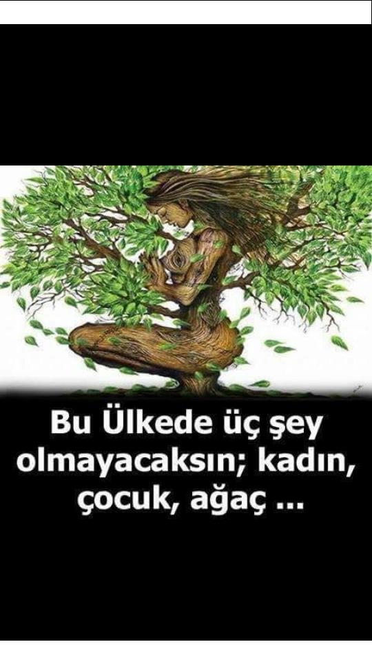 Bu ülke'de üç şey olmayacaksın, Kadın , Çocuk ve Ağaç , sizce ?