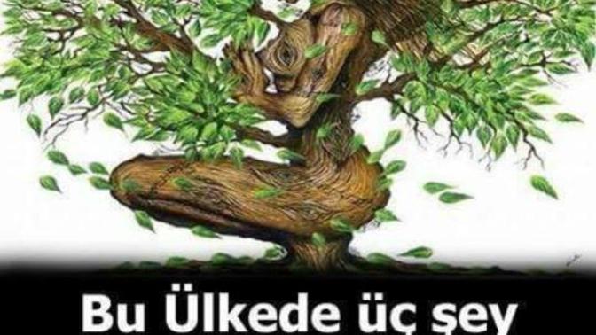 Bu ülke'de üç şey olmayacaksın, Kadın , Çocuk ve Ağaç , sizce?