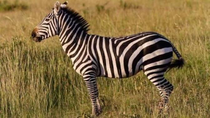 Zebra siyah çizgili beyaz bir hayvanmıdır? Yoksa beyaz çizgili siyah bir hayvan mı?