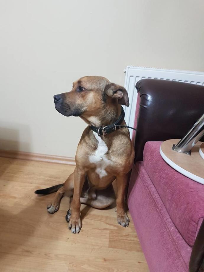 Köpeğin cinsini bilen var mı?