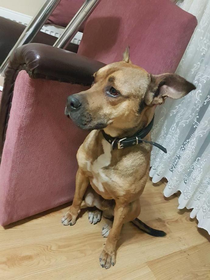 Köpeğin cinsini bilen varmı?