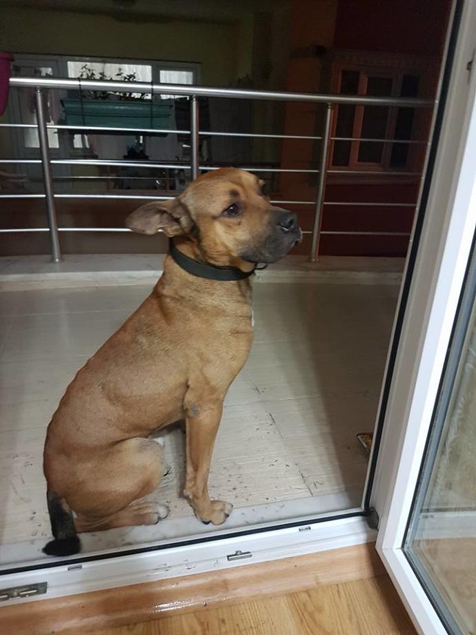 Köpeğin cinsini bilen var mı?