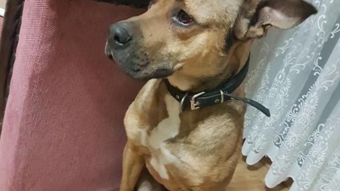 Köpeğin cinsini bilen var mı?