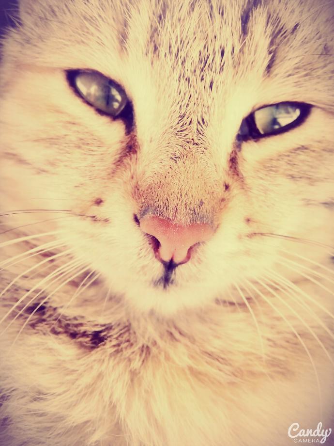 Kedi naneli sakızı yermi ?