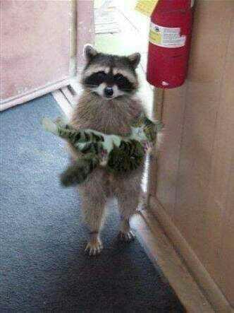 Rakun Beslemek :D?