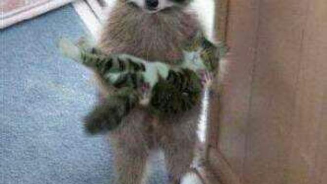 Rakun Beslemek :D?