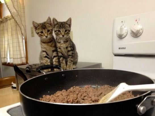 Kedi - Ciğer ve Çıplak Kadın - Bekar Erkek Arasındaki Korelasyon Nasıl?