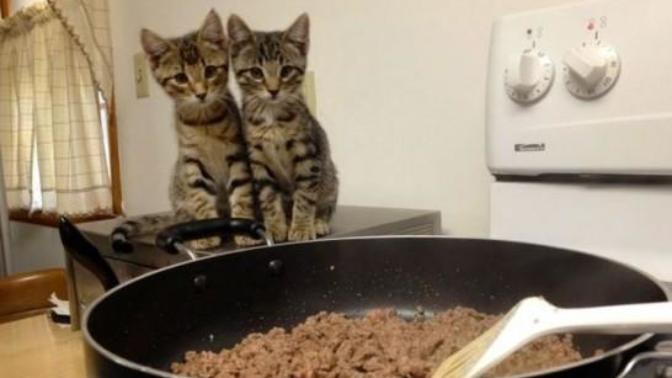 Kedi - Ciğer ve Çıplak Kadın - Bekar Erkek Arasındaki Korelasyon Nasıl?