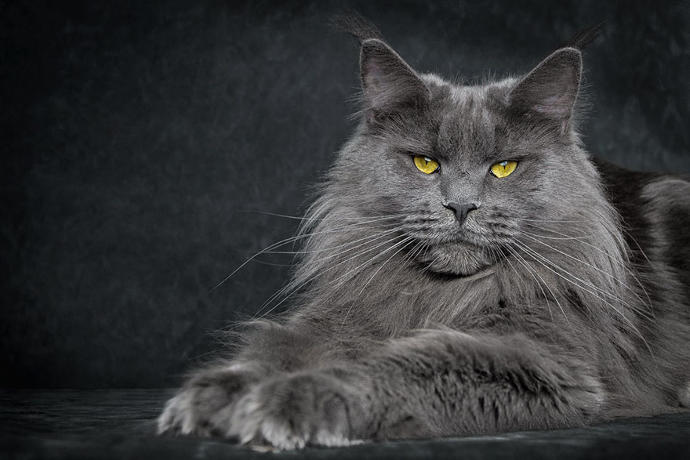 Kedi alacağım da, sizce şu cins kedi (Maine Coon) nasıl?