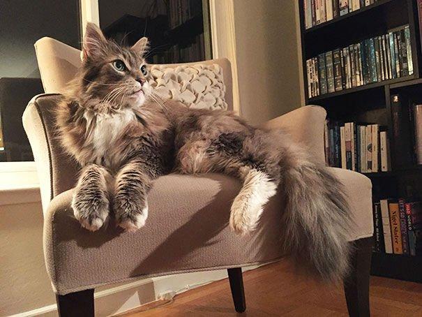 Kedi alacağım da, sizce şu cins kedi (Maine Coon) nasıl?