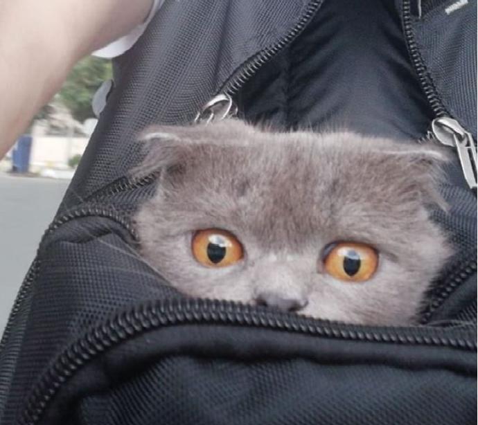 Kedi alacağım da, sizce şu cins kedi (Maine Coon) nasıl?