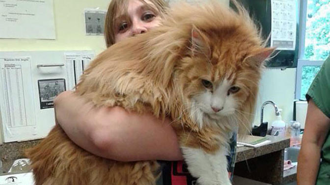 Kedi alacağım da, sizce şu cins kedi (Maine Coon) nasıl?