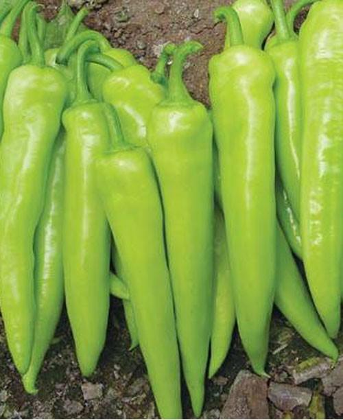 kızlar ideal penis kalınlığı sizce ne kadar olmalı??