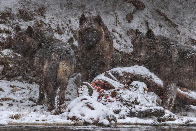 National Geographic'te çalışmak ister miydiniz?