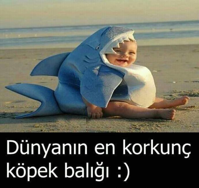 Köpek #balığından korkar mısınız ?