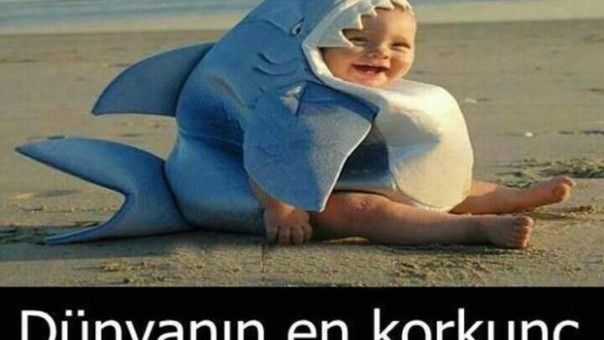 Köpek #balığından korkar mısınız?