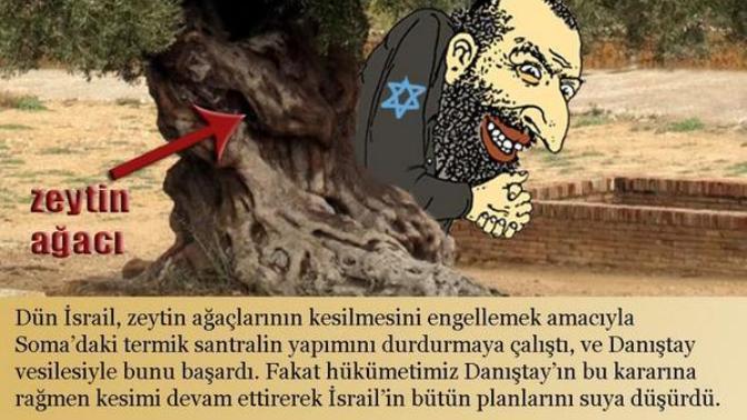 Zeytin ağacı yahudi ağacımıdır?