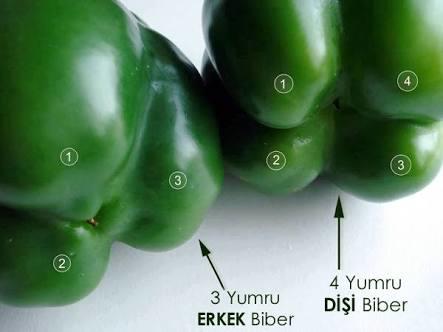 Biberlerin cinsiyeti olduğunu biliyor muydunuz?