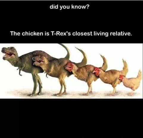 şimdi biz sabahları kahvaltıda t-rex yumurtasımı yiyoruz? ne yani akşamları evde t-rex haşlamasımı yapıyoruz?
