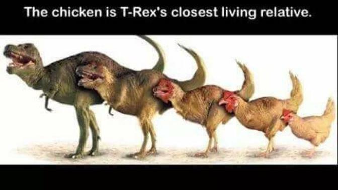Şimdi biz sabahları kahvaltıda t-rex yumurtasımı yiyoruz? ne yani akşamları evde t-rex haşlamasımı yapıyoruz?