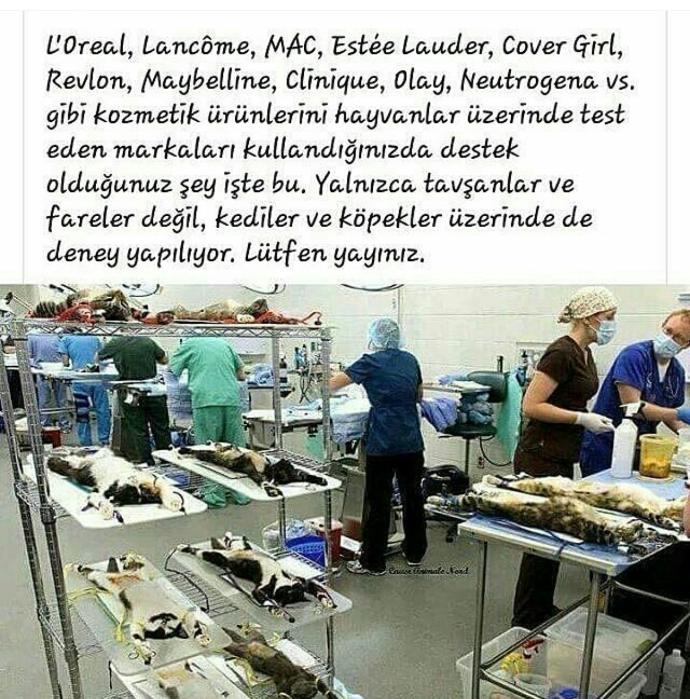 Makyaj malzemeleri ve hayvanlara uygulanan eziyet hakkında ne dusunuyorsunuz?