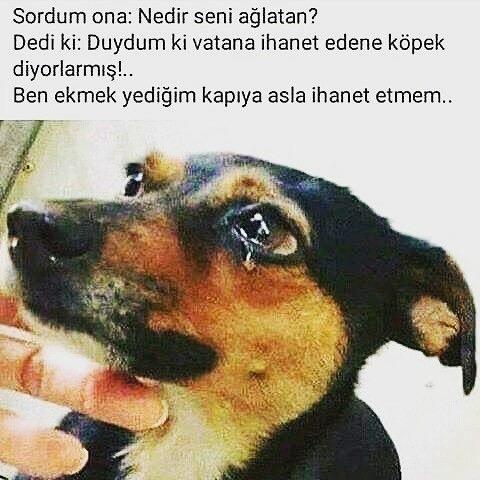 Hayvanlar konuşabilseydi bize ne derlerdi sizce?