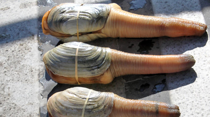 Geoduck midyesi yediniz mi? bir denemek lazım ama ben yermiydim bilemiyorum ama siz yer miydiniz?