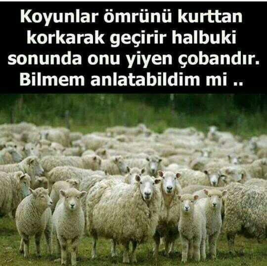 Ne demek istenmiş sizce?