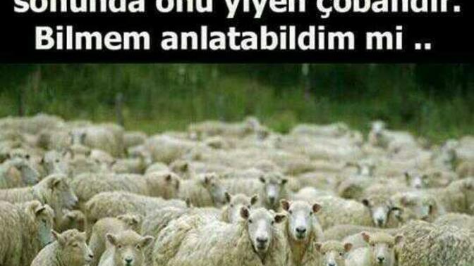 Ne demek istenmiş sizce?