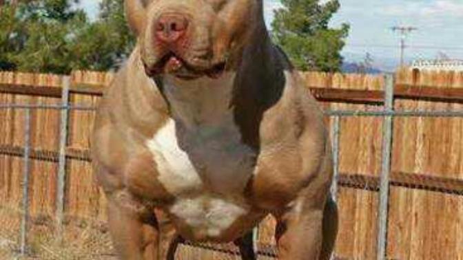 Siz de benim gibi Pitbull'u gördükten sonra saygıdan yolun karşısına geçenlerden misiniz?