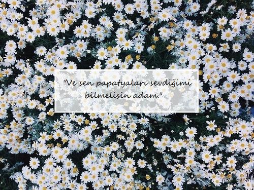 en çok hangi çiçeği seversiniz ?