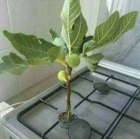 Eşine kredi kartnı teslim eden adamın ocağını görmüşmüydünüz? 