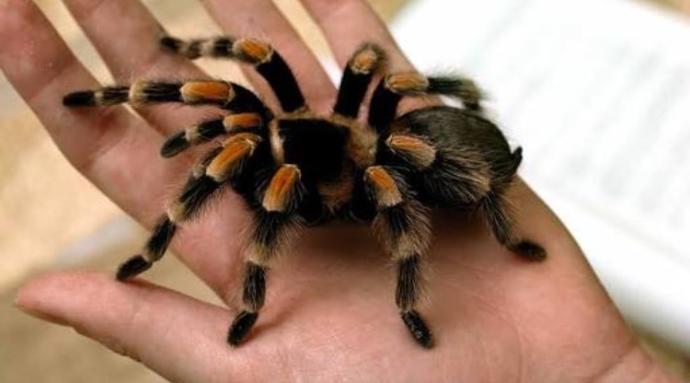 Evde tarantula buldum ne yapmalıyım🕷??