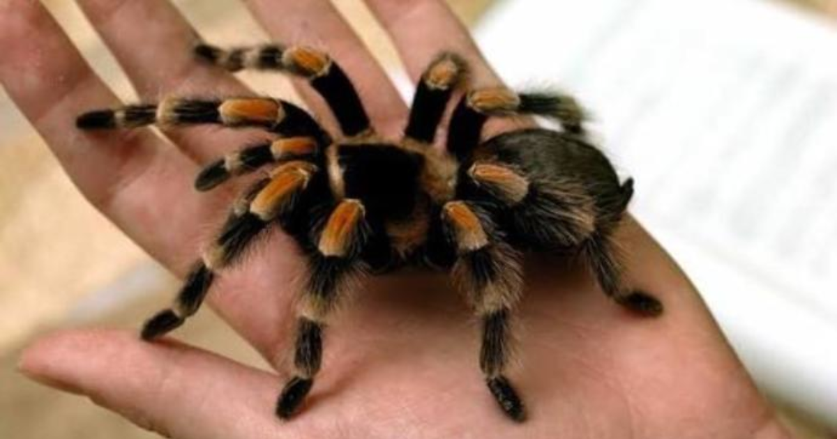 Evde tarantula buldum ne yapmalıyım ? KizlarSoruyor