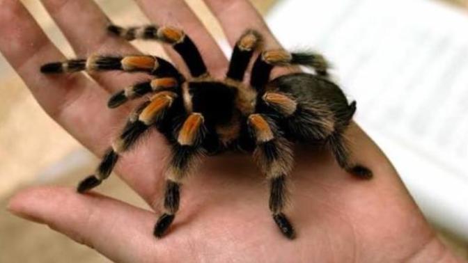 Evde tarantula buldum ne yapmalıyım🕷?