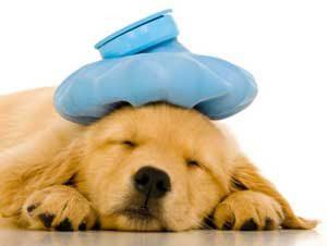 Köpeklerde gençlik hastalığı nedir?