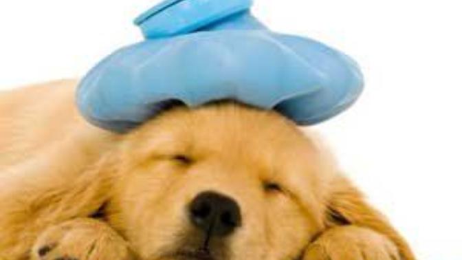 Köpeklerde gençlik hastalığı nedir?