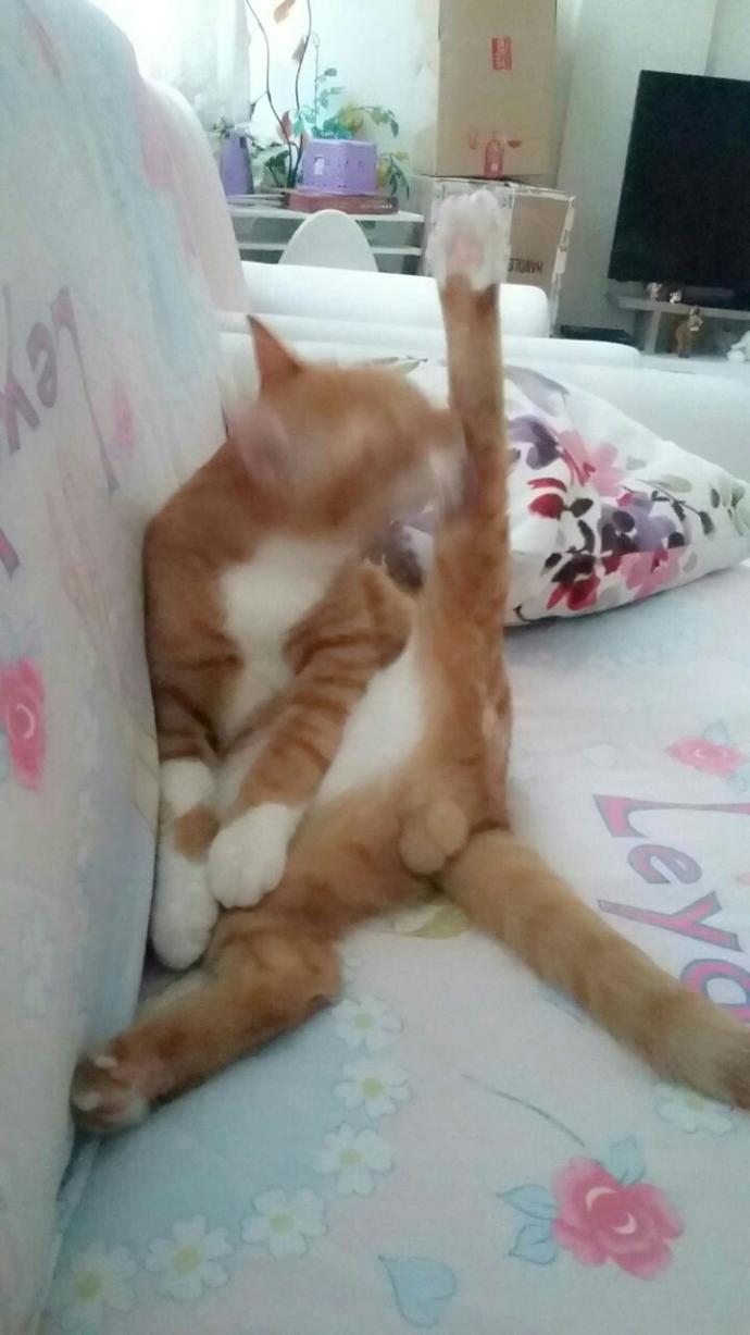 kedim erkek mi kiz mi ??
